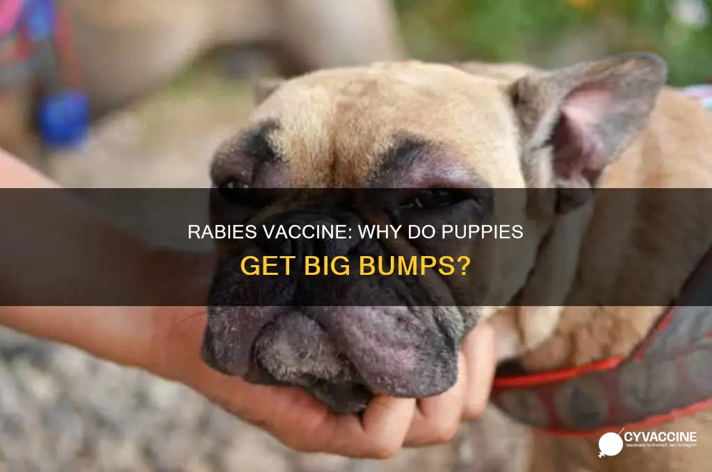 does the rabbies vaccination leave a large bump on puppies