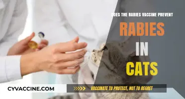Rabies Vaccine: Protecting Cats from Rabies