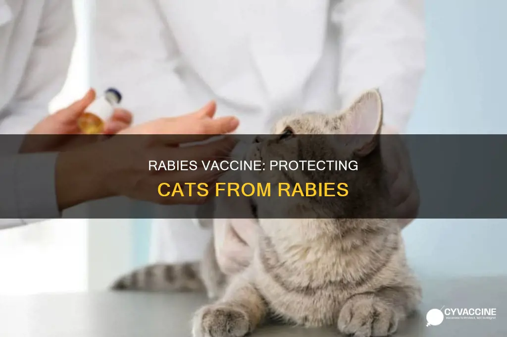 does the rabies vaccine prevent rabies in cats