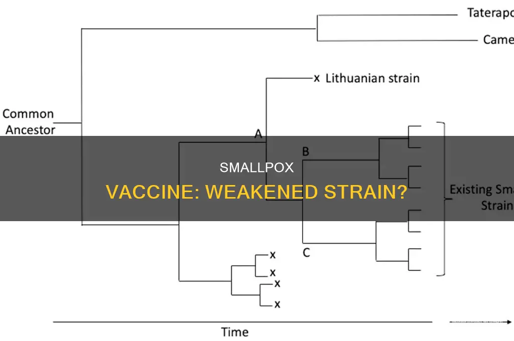 does the small pox vaccine contain a weakened strain