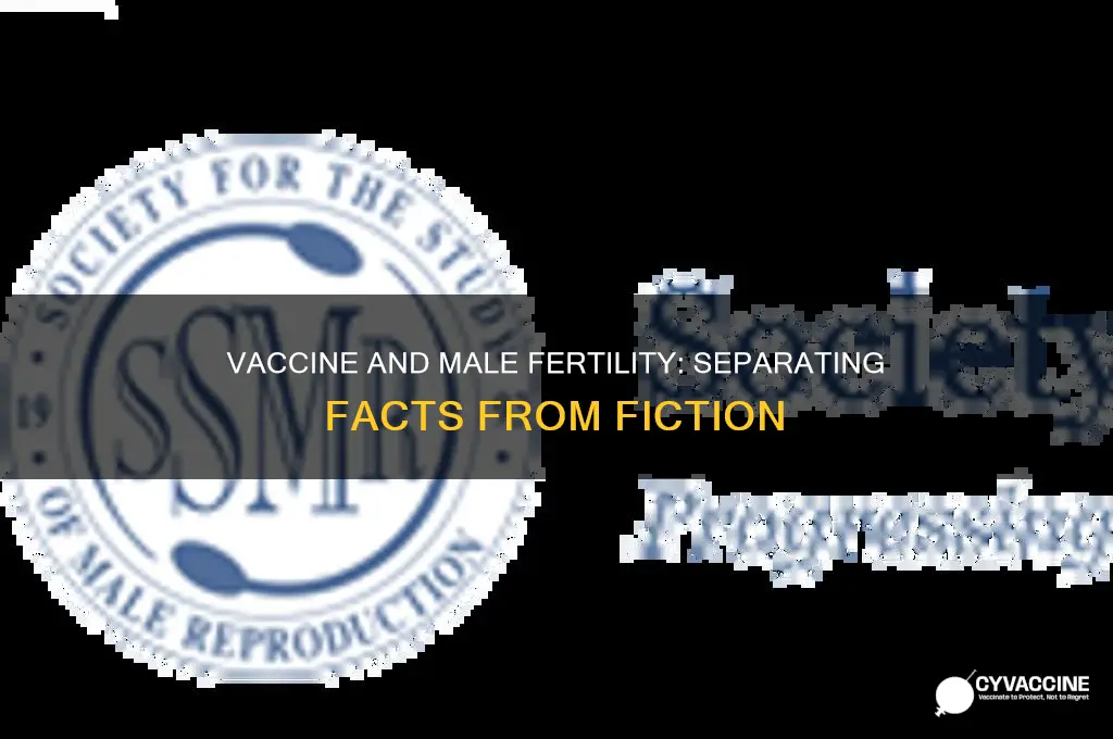 does the vaccine affect male fertility