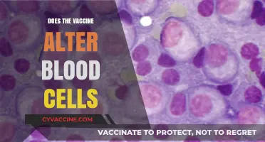 Vaccine Impact: Does It Alter Blood Cells? Separating Fact from Fiction