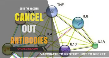 Vaccines and Antibodies: Do They Cancel Each Other Out?