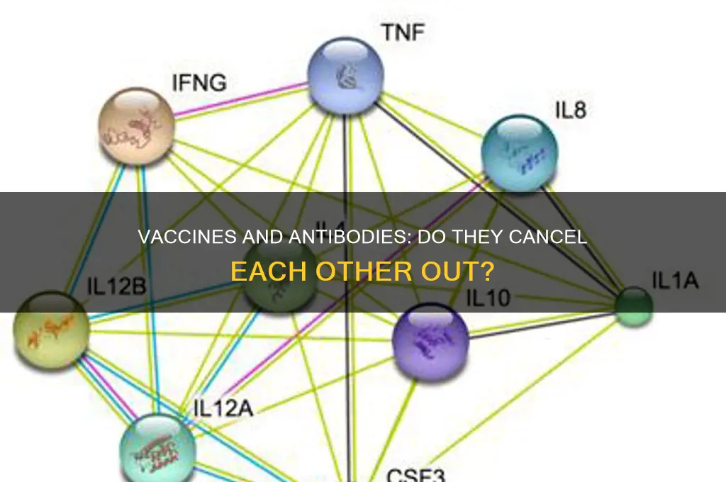 does the vaccine cancel out antibodies