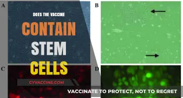 Do Vaccines Contain Stem Cells? Separating Fact from Fiction