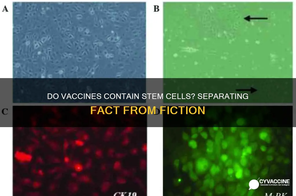 does the vaccine contain stem cells