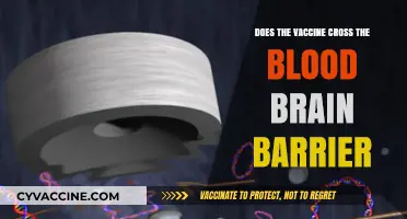 Vaccine Safety: Crossing the Blood-Brain Barrier?