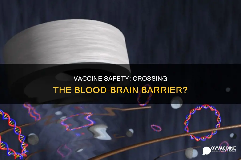 does the vaccine cross the blood brain barrier