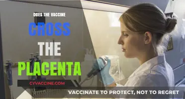 Vaccine and Pregnancy: Does It Cross the Placenta? What Research Says
