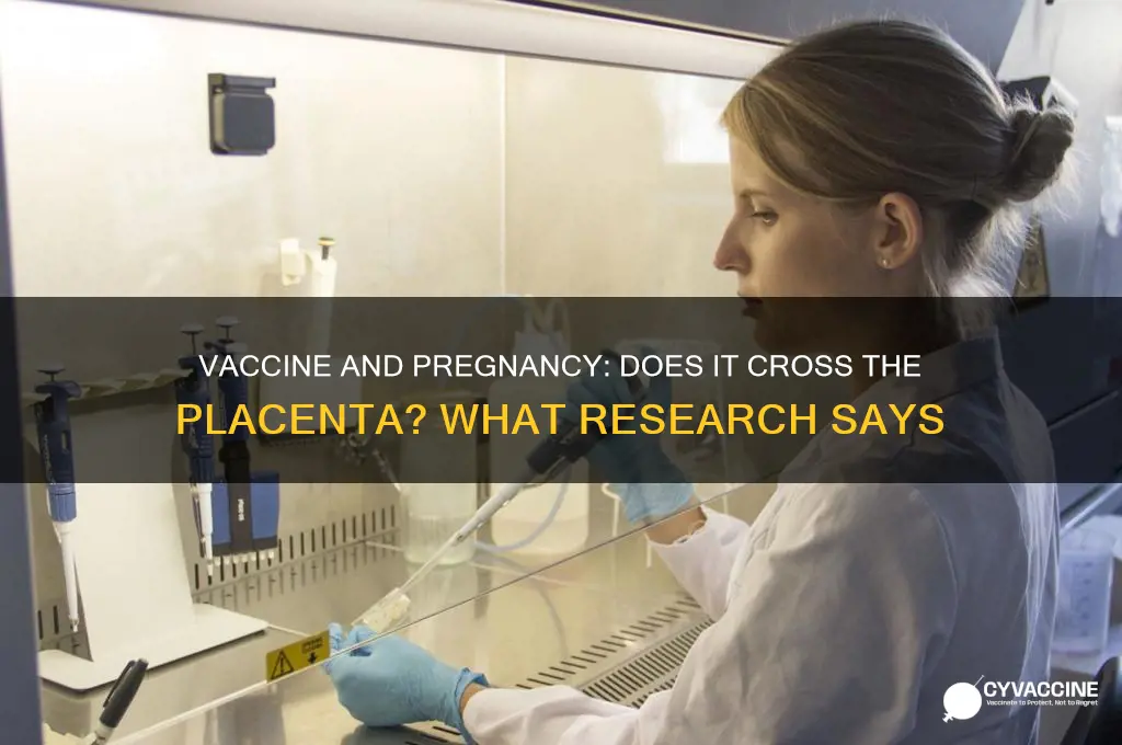 does the vaccine cross the placenta