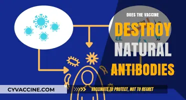 Vaccines vs. Natural Immunity: Debunking Myths About Antibody Destruction