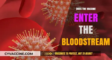 Vaccine and Bloodstream: Understanding How Vaccines Work in Your Body