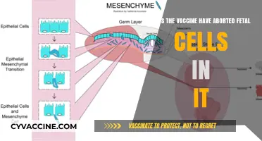 Vaccine Myth: Fetal Cells and Their Origin