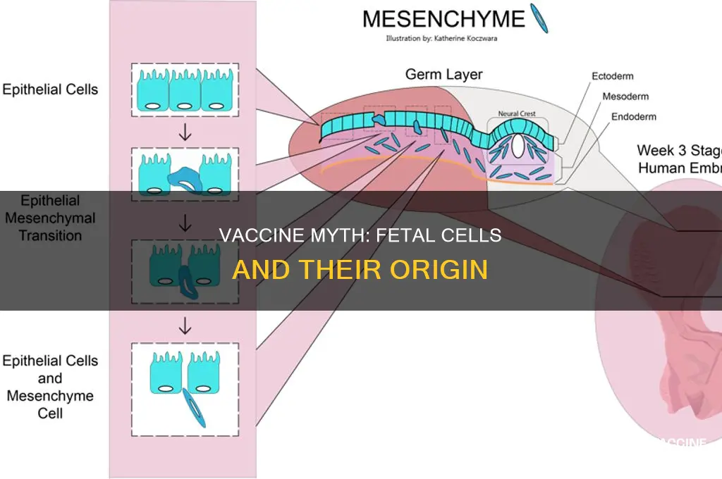 does the vaccine have aborted fetal cells in it