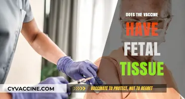 Vaccines and Fetal Tissue: Separating Fact from Fiction