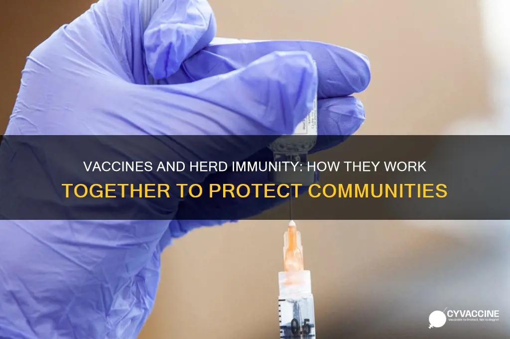 does the vaccine help herd immunity