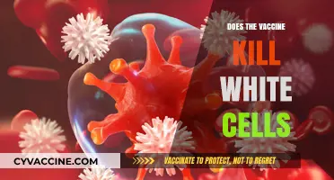 Vaccines and White Blood Cells: Debunking Myths About Immune Impact