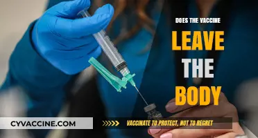 Does the Vaccine Leave the Body? Debunking Myths and Facts