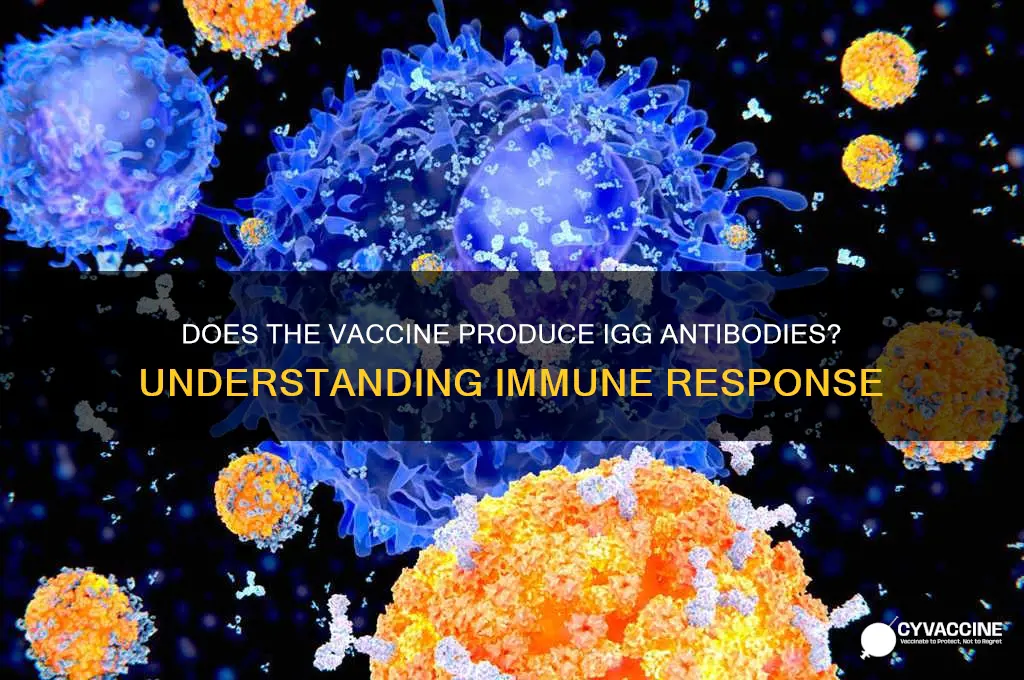 does the vaccine produce igg antibodies