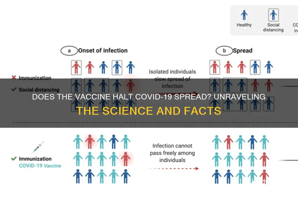 does the vaccine stop the soread