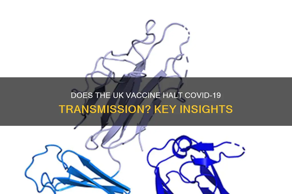does the vaccine stop transmission uk