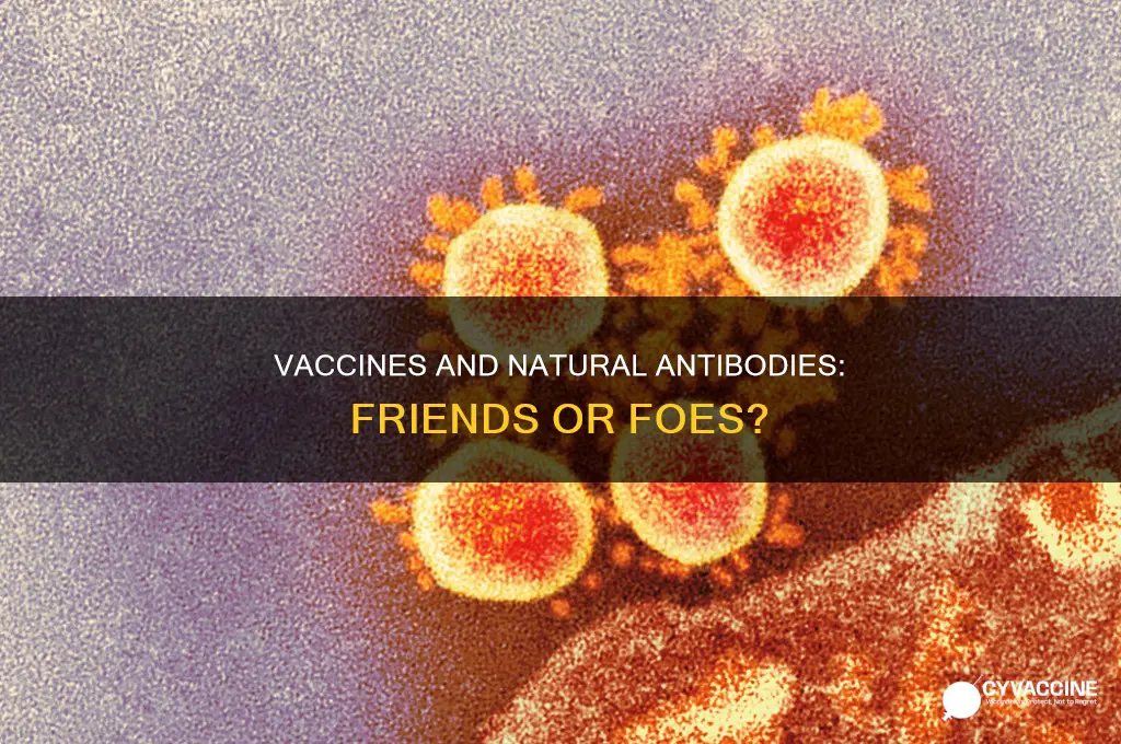 does the vaccine wipe out your natural antibodies