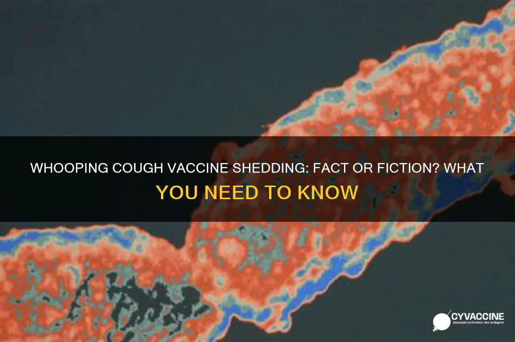 does the whooping cough vaccine shed