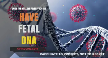 Yellow Fever Vaccine: Fetal DNA Concerns and Facts Explained