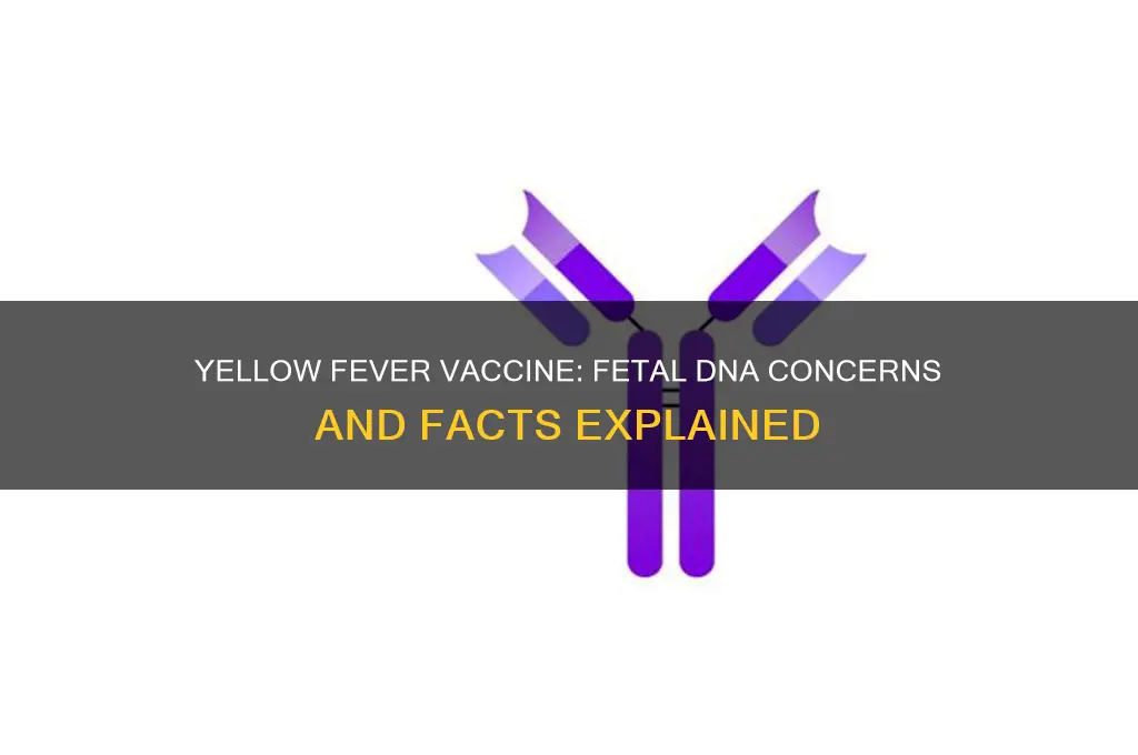 does the yellow fever vaccine have fetal dna