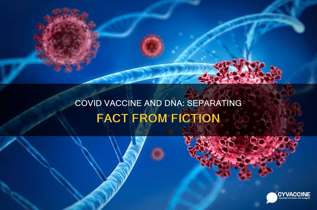 does thecovid vaccine change your dna