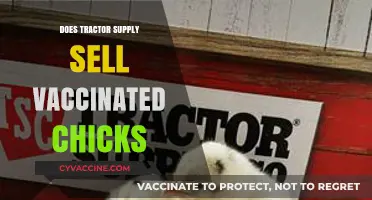 Tractor Supply Vaccinated Chicks: Availability and What You Need to Know