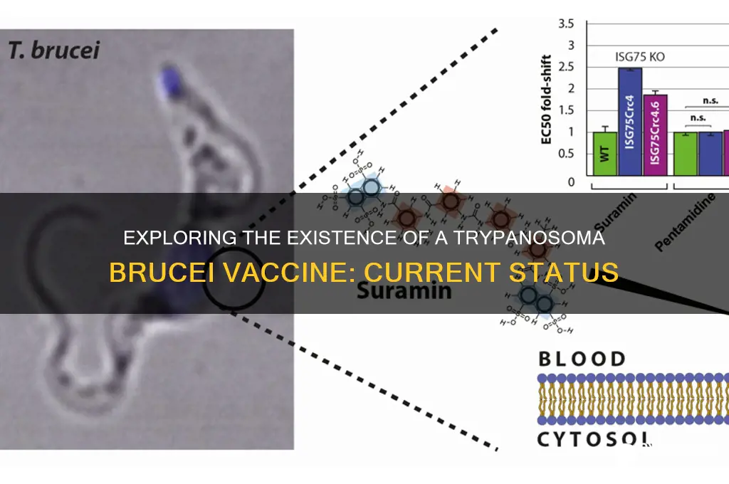 does trypanosoma brucei have a vaccine