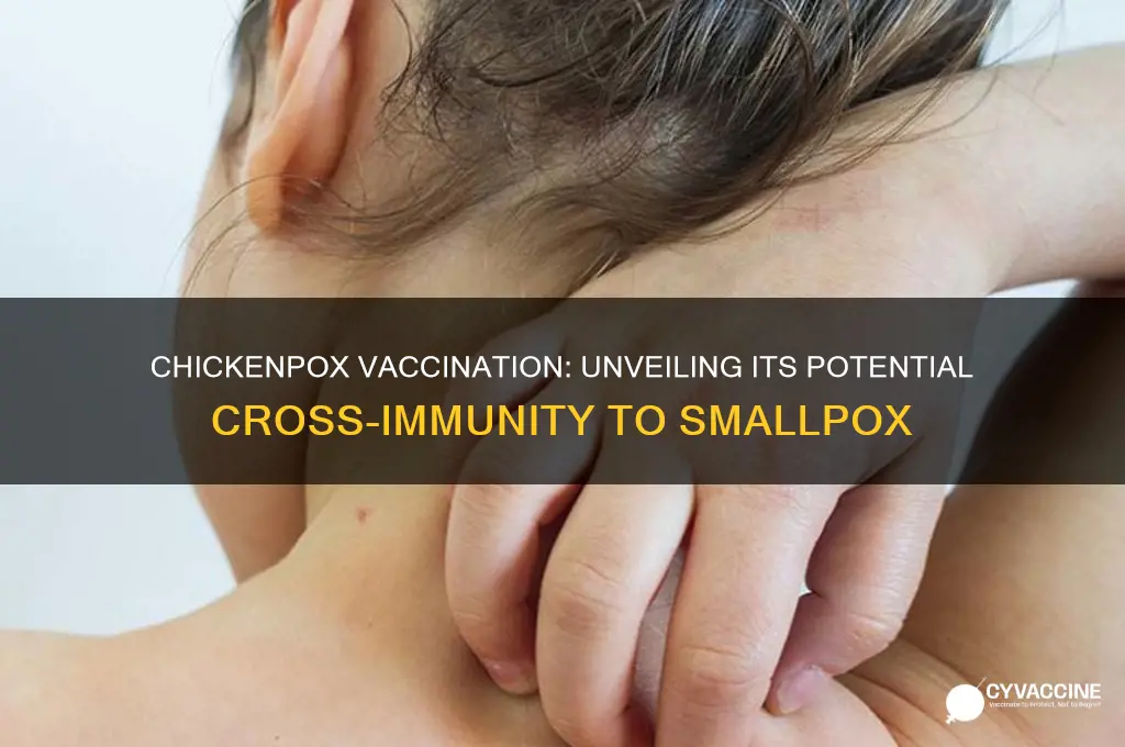 does vaccination against chickenpoc confer immunity to smallpox