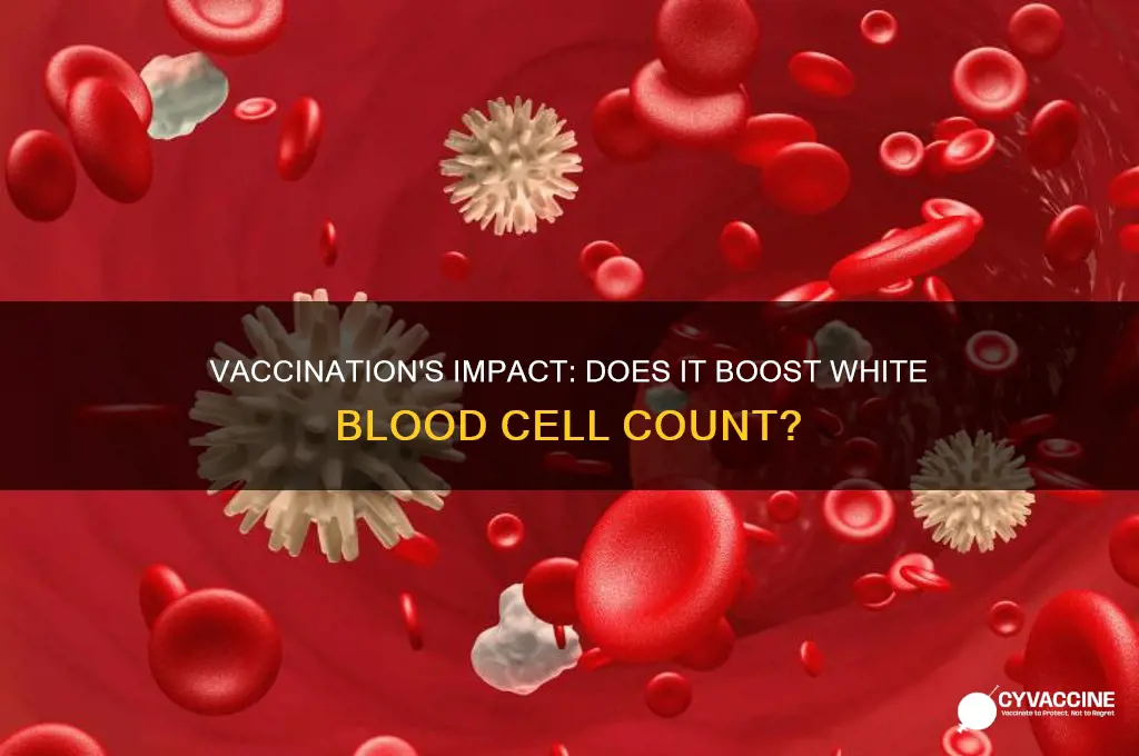 does vaccination increase white blood cells