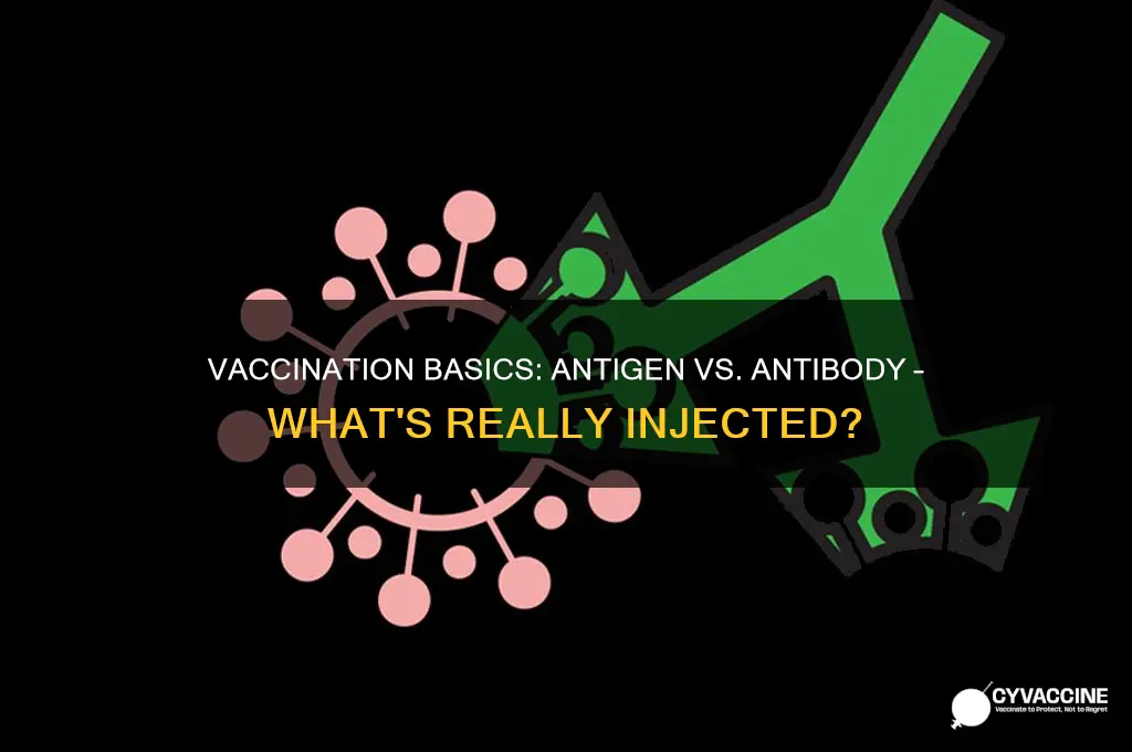 does vaccination insert anitgen or antibody in the body