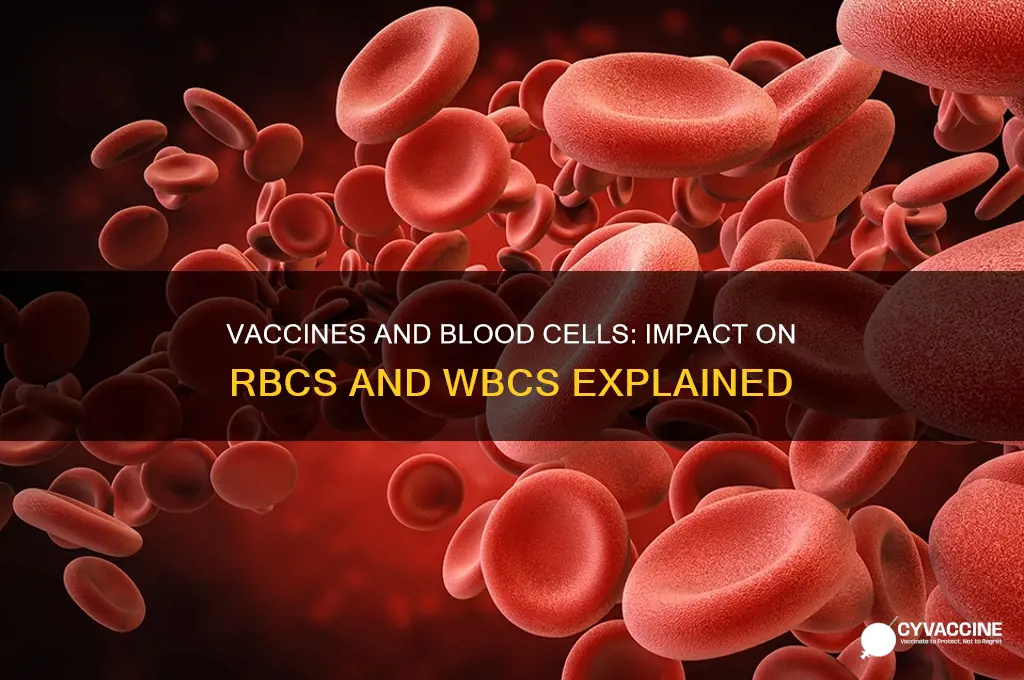 does vaccine affect rbc or wbc