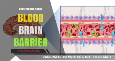 Can Vaccines Cross the Blood-Brain Barrier? Facts and Insights