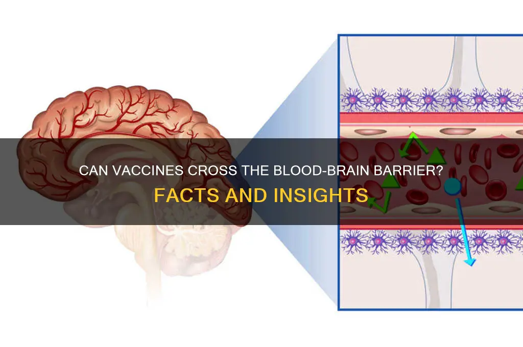 does vaccine cross blood brain barrier
