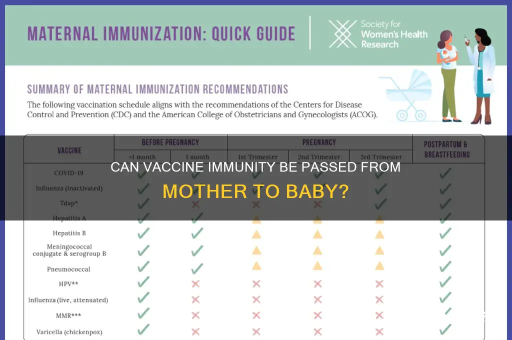 does vaccine immunity pass to baby