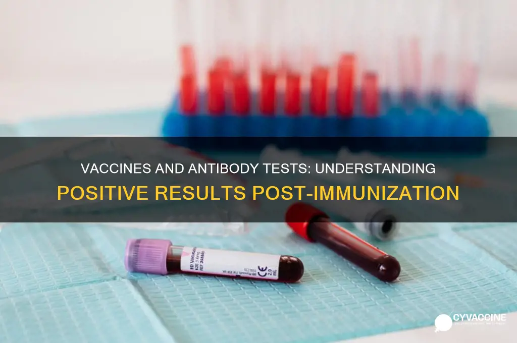 does vaccine produce positive antibody test
