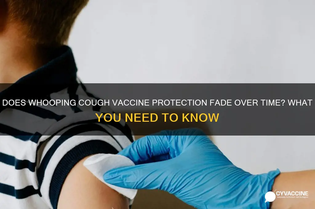 does whooping cough vaccine wear off