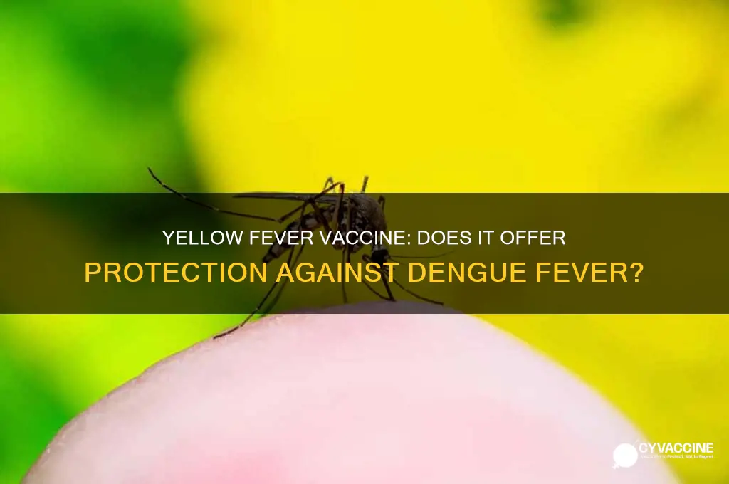does yellow fever vaccine help for dengue fever