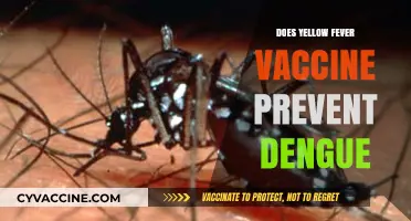 Yellow Fever Vaccine: Can It Offer Protection Against Dengue?