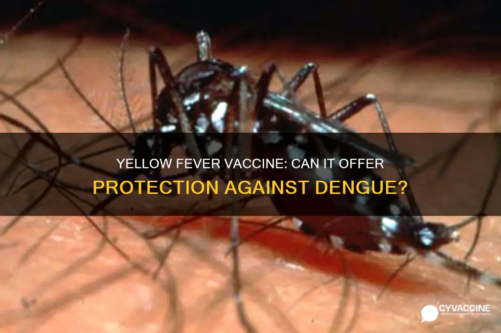 does yellow fever vaccine prevent dengue
