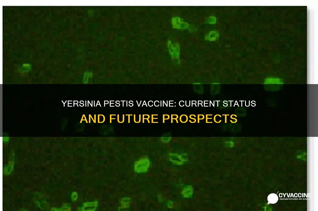 does yersinia pestis have a vaccine