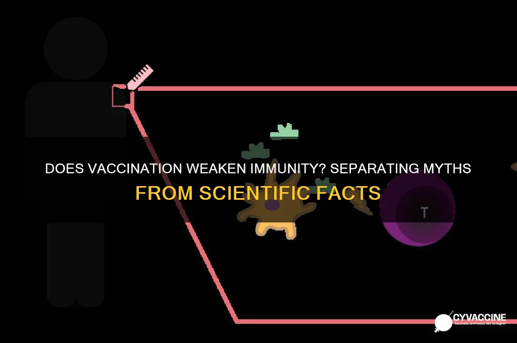 does your immune system weaken after a vaccine
