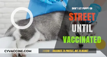 Protect Your Pup: Avoid Streets Until Vaccinations Are Complete