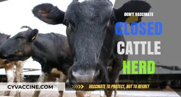 Closed Cattle Herds: Why Vaccination May Not Be Necessary
