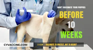 Delay Puppy Vaccinations: Why Wait Until 10 Weeks is Crucial