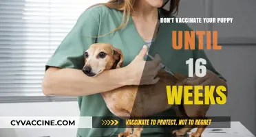 Delay Puppy Vaccinations: Why 16 Weeks is the Ideal Age